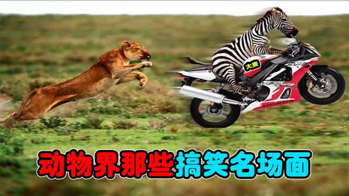 凶恶的凶可以怎么组词