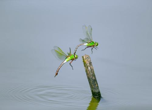 小爱小爱蜻蜓怎么组词