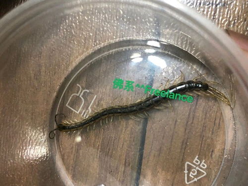 蜈蚣的蚣怎么组词唉