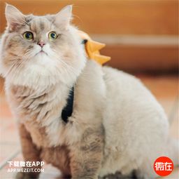 猫的绒怎么组词