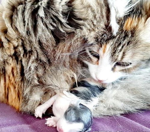 茅庐的猫怎么组词