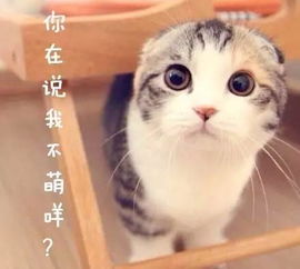 茅庐的猫怎么组词