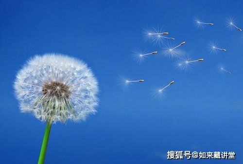 蒲公英的那个佛怎么组词