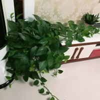 膛怎么组词胸膛的膛