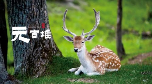 小鹿的鹿怎么组词鹿角