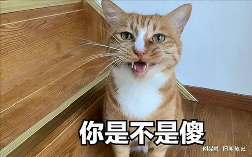 模仿的猫怎么组词啊