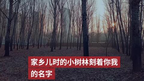 树林的树字怎么组词呀