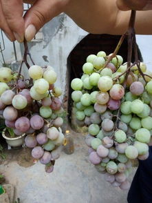 葡萄到熟怎么组词