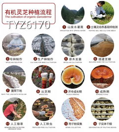 灵芝的芝怎么组词