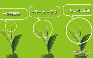 芽的嫩怎么组词