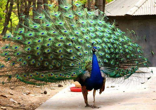 孔雀的雀怎么组词组词