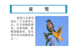 夜莺的莺能怎么组词