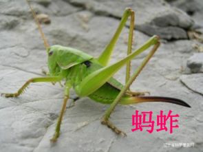 蚂蚱的蚂怎么怎么组词
