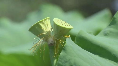 花瓣莲蓬怎么组词