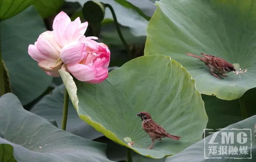 花瓣莲蓬怎么组词