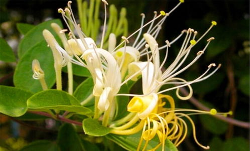 金银花可以怎么组词