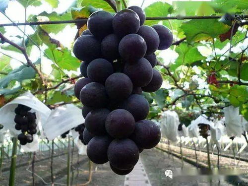 嗯葡萄怎么组词