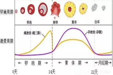 胸胀胸怎么组词