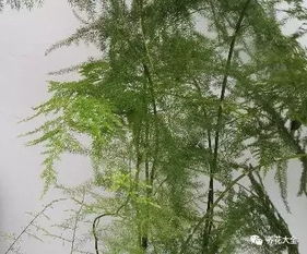 请问嫩绿的嫩怎么组词
