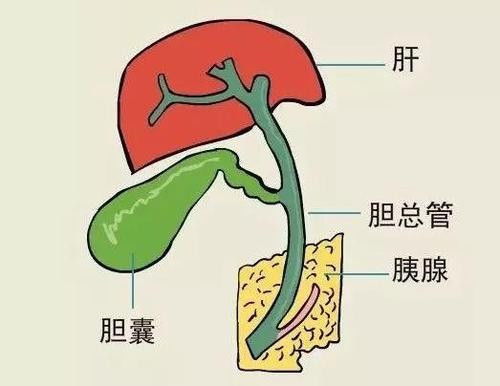 胆怎么组词
