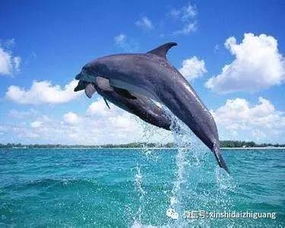 海豚是怎么组词的