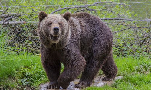 棕熊棕棕怎么组词 棕熊棕棕怎么组词