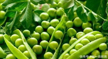 怎么组词豌豆的豌