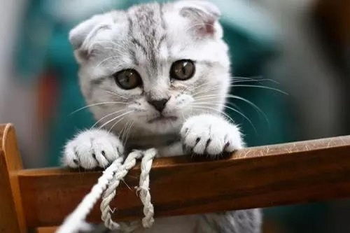 猫盐的盐怎么组词