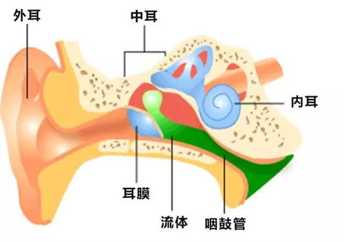 耳膜怎么组词