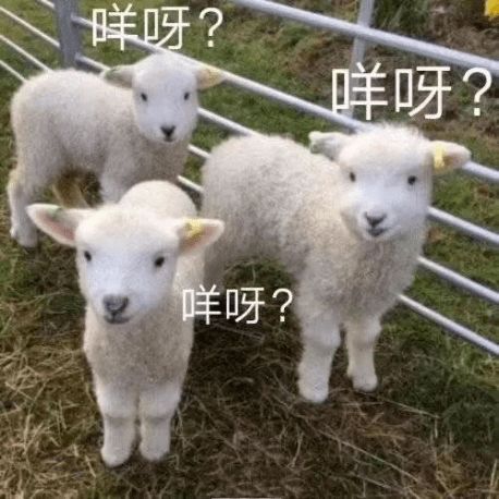 仰首的羊可以怎么组词