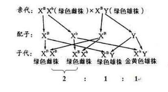 率子怎么组词 率子怎么组词