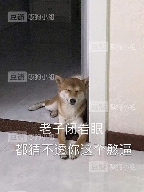 给我买个狗怎么组词呀