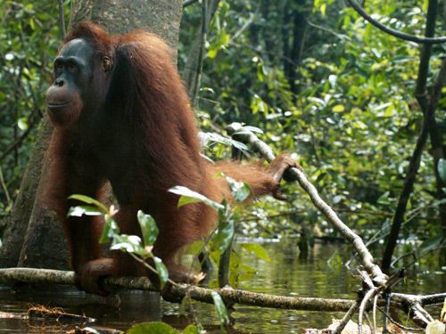 红毛的红怎么组词