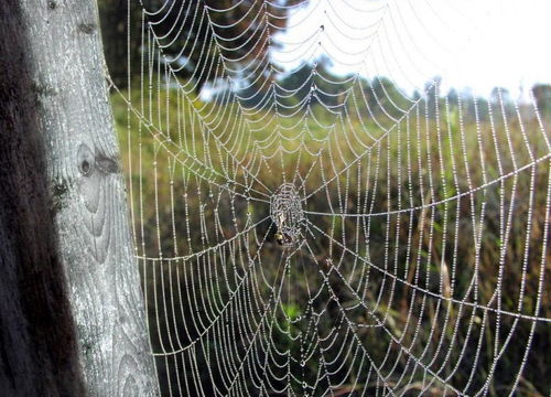 蜘蛛网的蛛怎么组词 蜘蛛网的蛛怎么组词