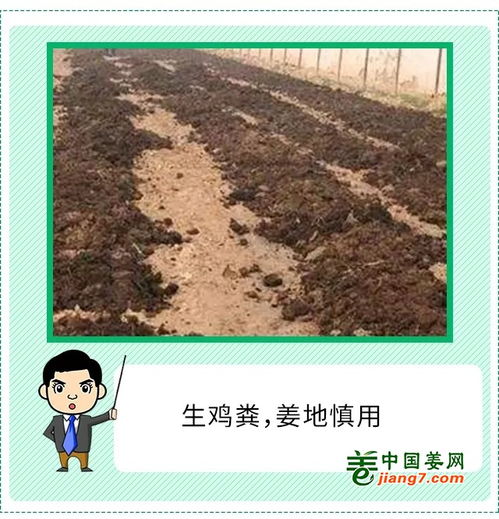 姜苗的苗怎么组词
