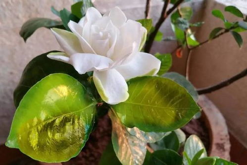 栀子可以怎么组词