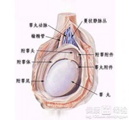 睾丸怎么组词