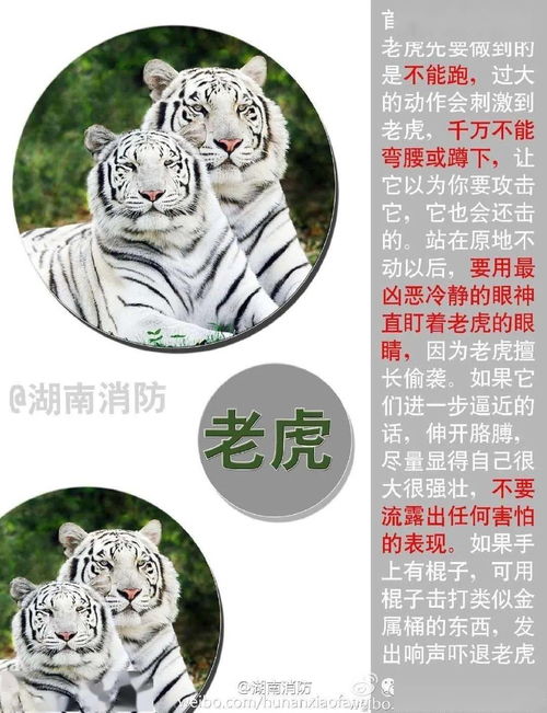 猛兽兽怎么组词