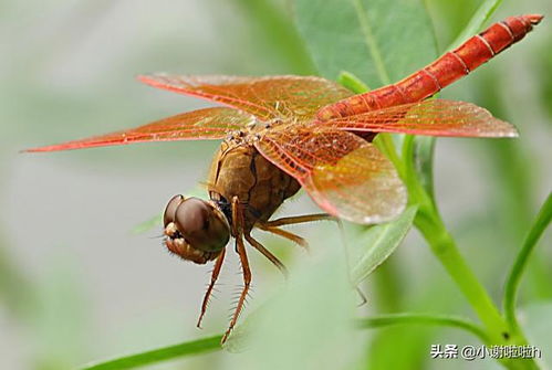 蜻可以怎么组词