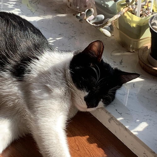 猫怎么组词不是这个吗