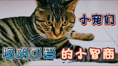 猫怎么组词不是这个吗