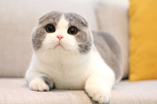 猫怎么组词不是这个吗