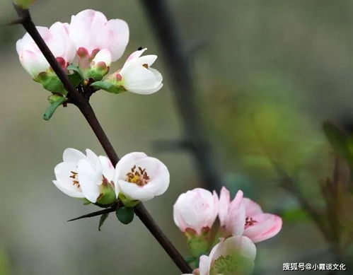 莺歌燕舞的怎么组词