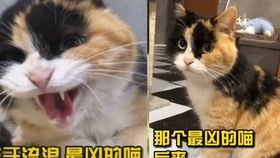 神喵的喵怎么组词