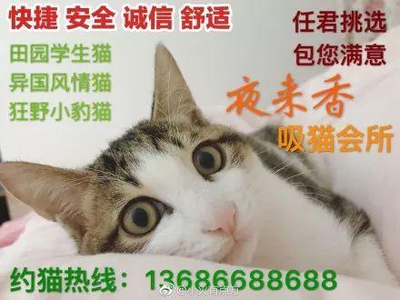 神喵的喵怎么组词