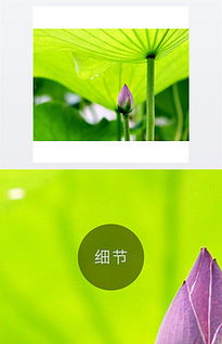 荷叶的荷怎么组词视频