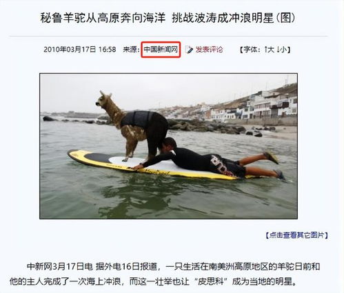 漂洋的羊怎么组词