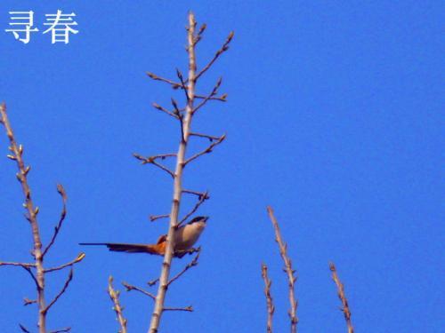 寻怎么组词