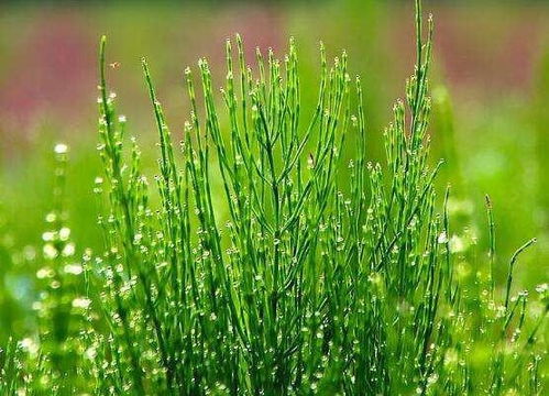 苹字怎么组词