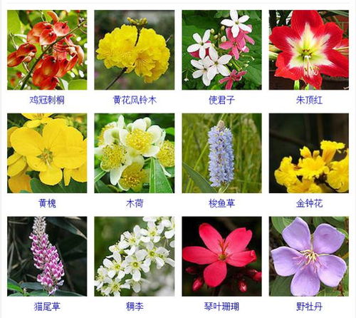植物的值怎么怎么组词
